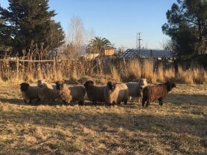 7 sheep stand together in a field.